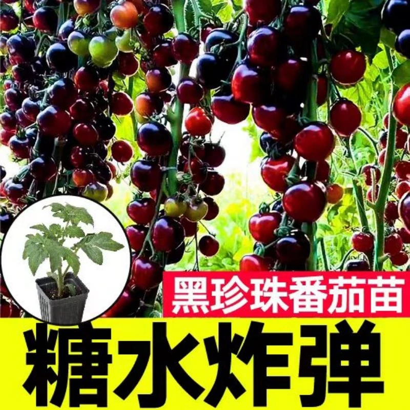 【直播专属】k优质黑番茄苗小黑番茄苗种植简单高产四季适用