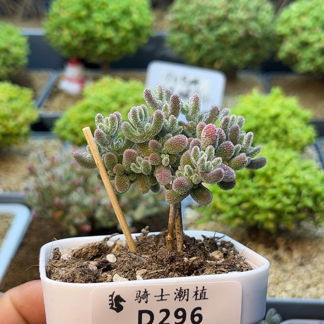 296优选冰晶枝干番杏