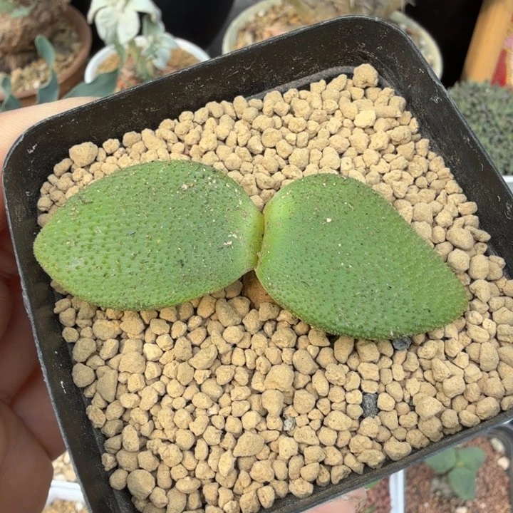 钢锉灯台百合（满28包邮）369