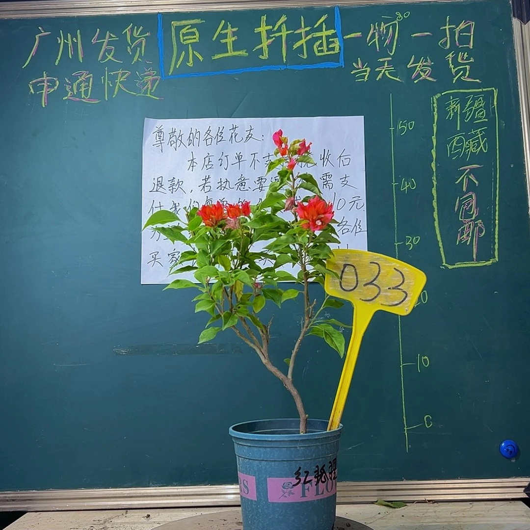 当前无花栽培后可以开花造型 红狐狸033
