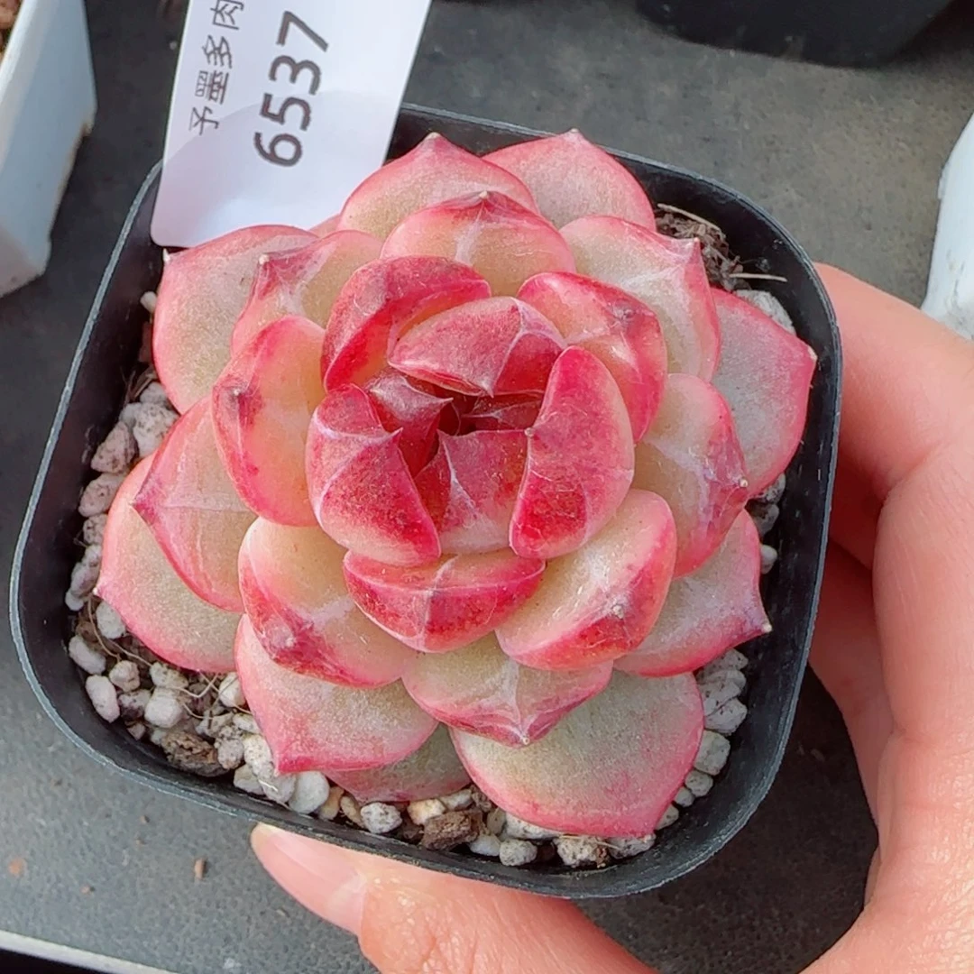 乌云，6537多肉植物