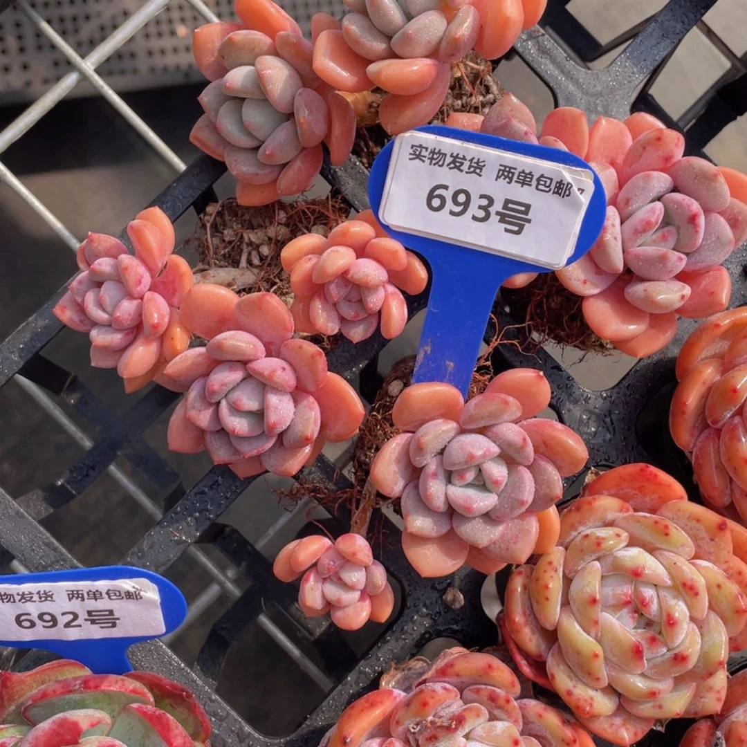 693号白鹭老桩高腿2个