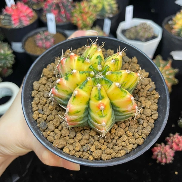 风火轮米哈 一物一拍 脱土发货