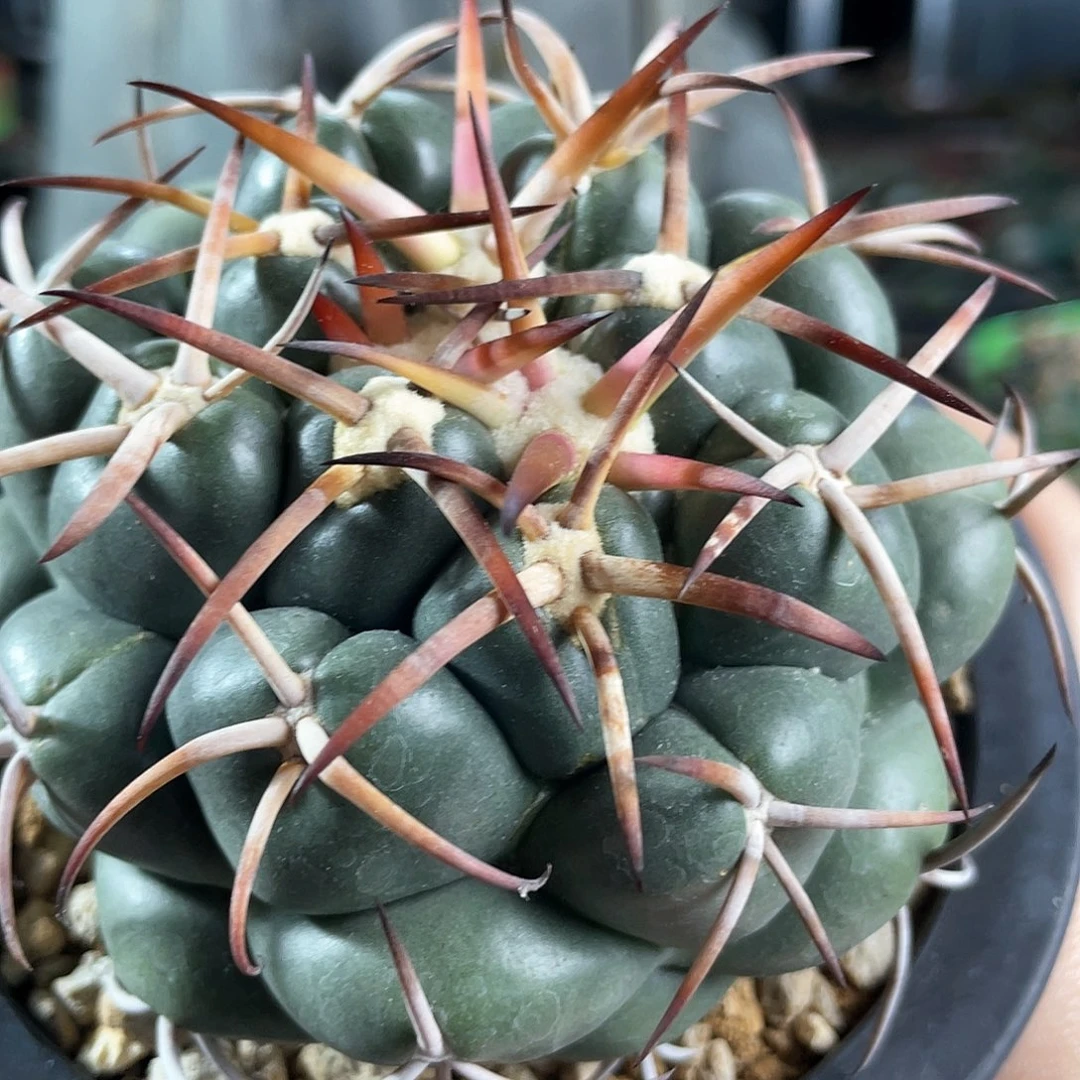 9cm自根粗刺优选天司象牙萝卜根