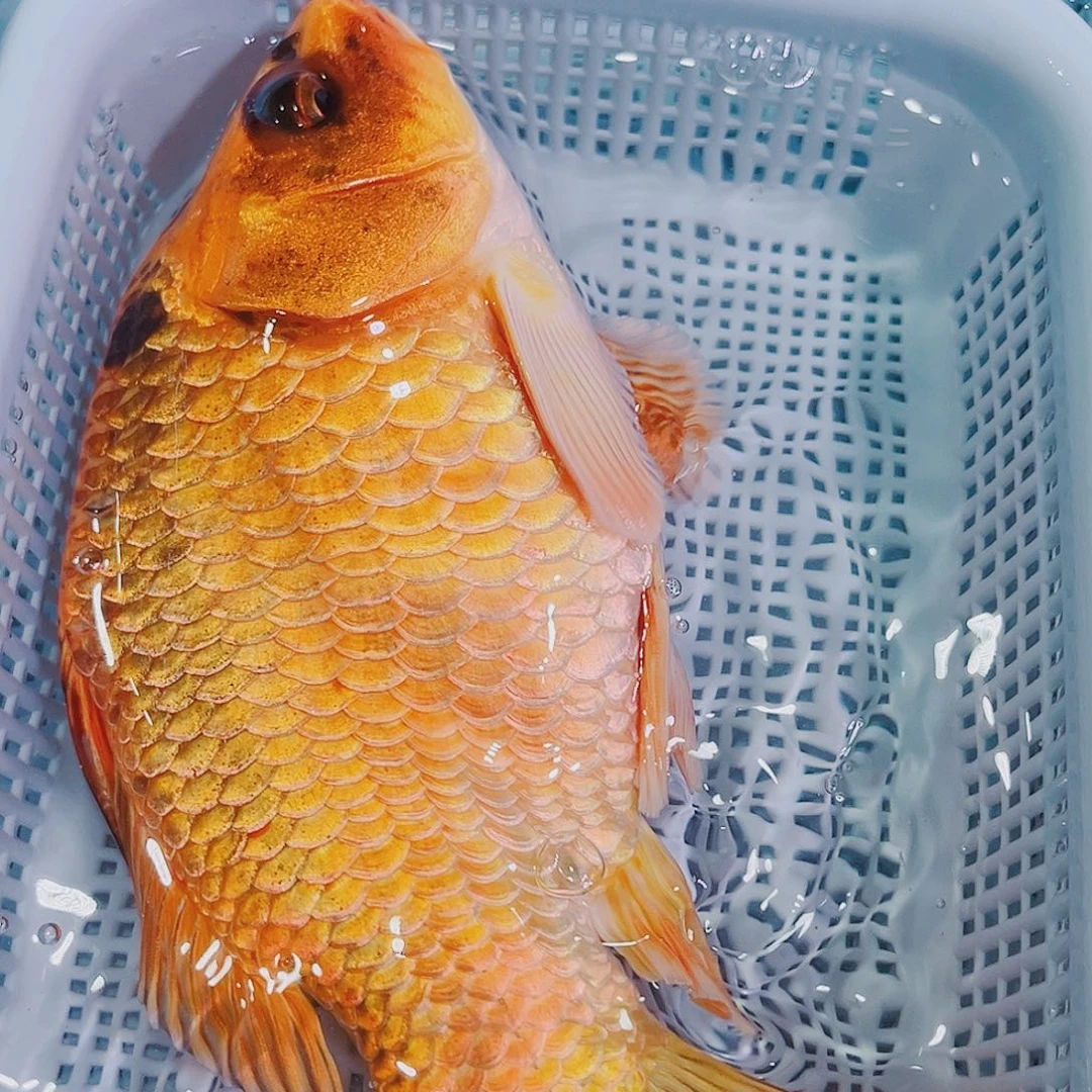 锦鲤锦鲤冷水鱼观赏128