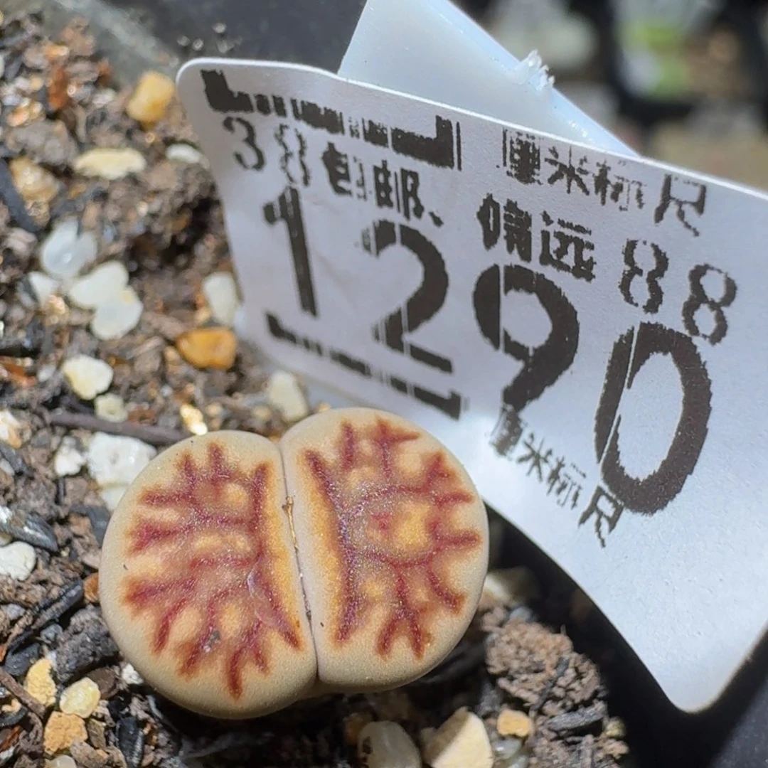 Ssss精品生石花1290
