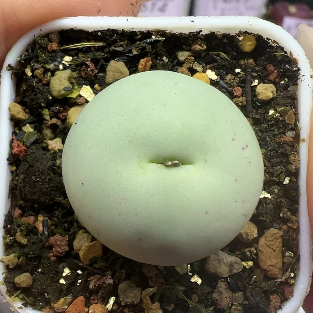 620鸽子蛋带盆土发货