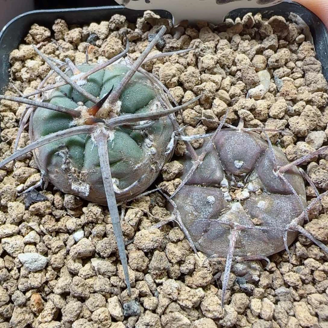 寒*A28实生日系度边光琳多肉