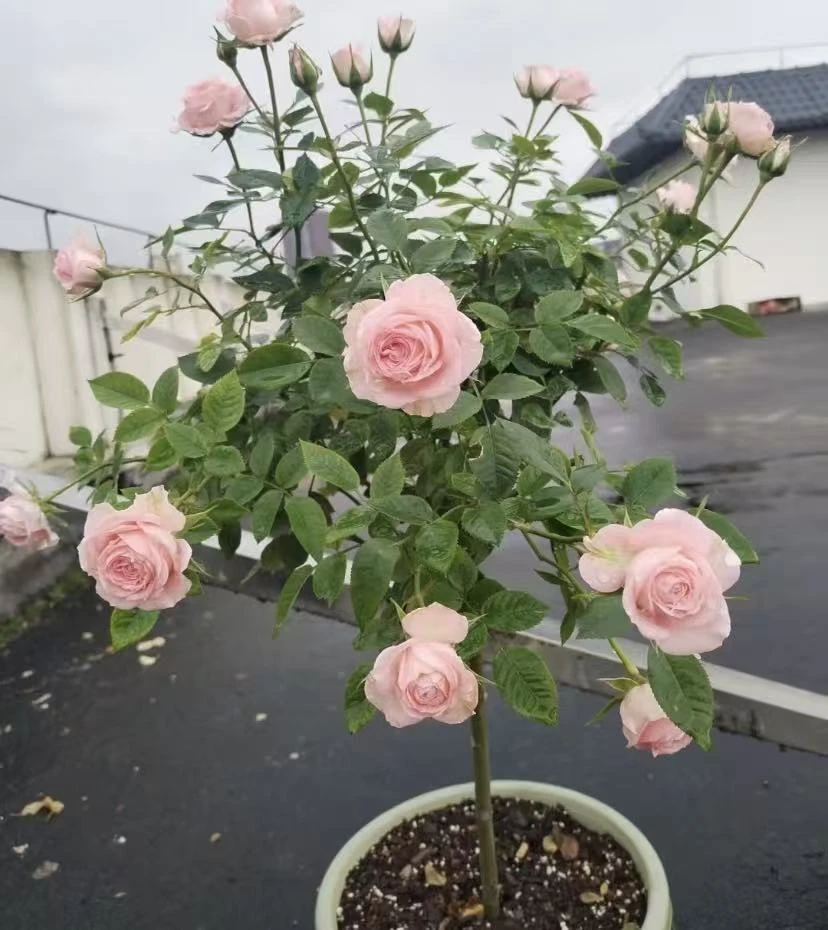 仙度瑞拉棒棒糖【买一送一】月季室内室外新手易养护多季节爆花开