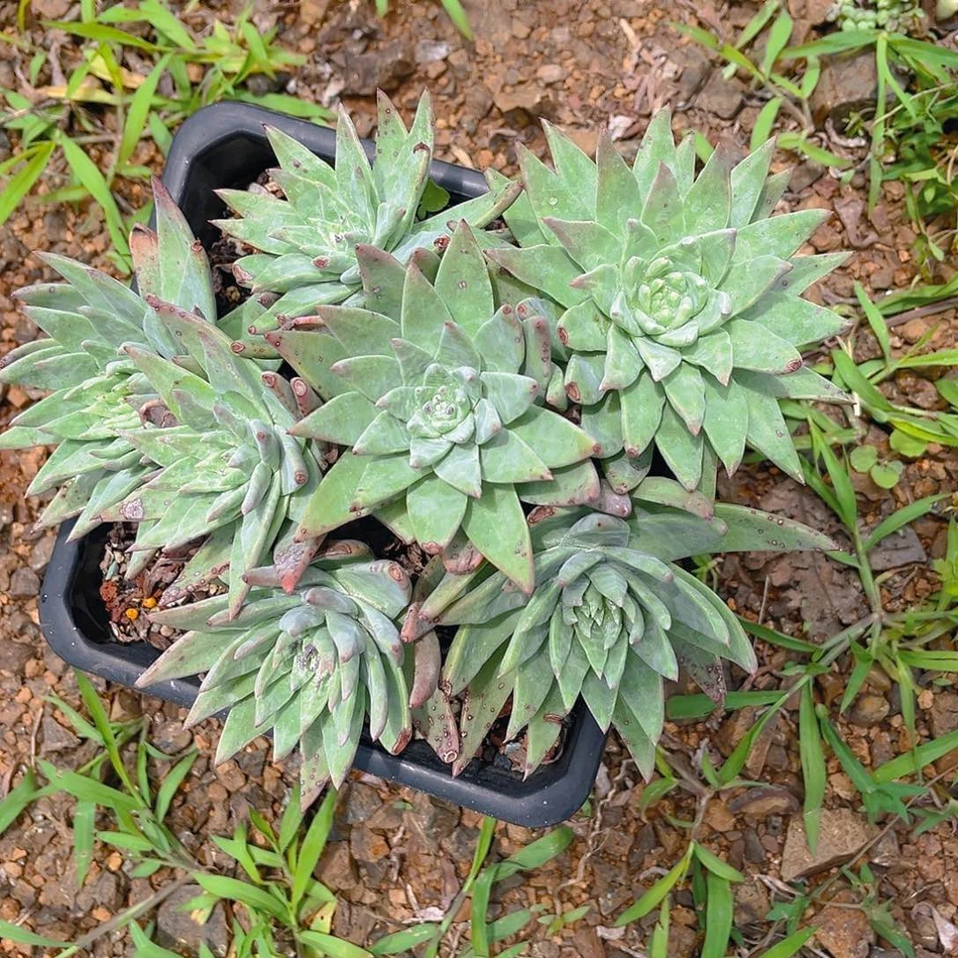 大花朵白菊苹果叶老桩1691