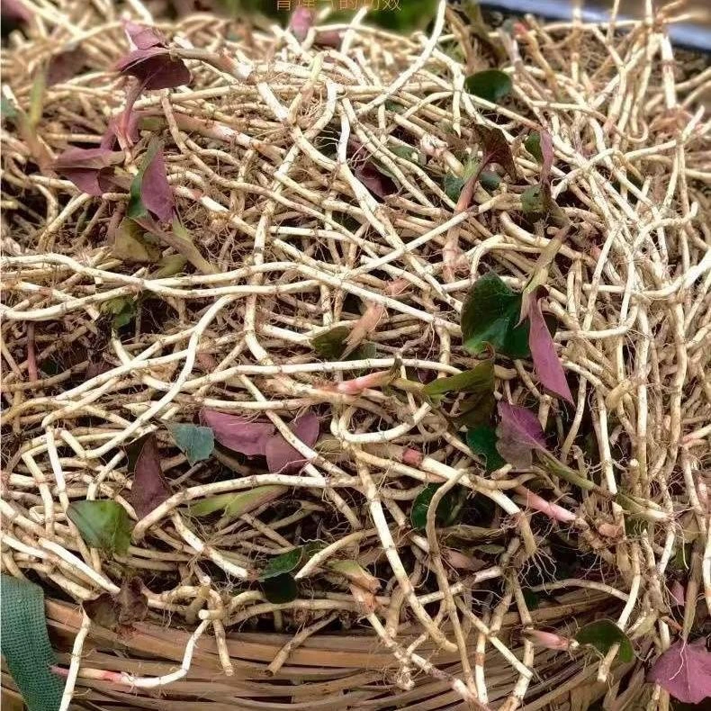 折耳根新鲜鱼腥草现挖嫩根带叶子贵州农家特产