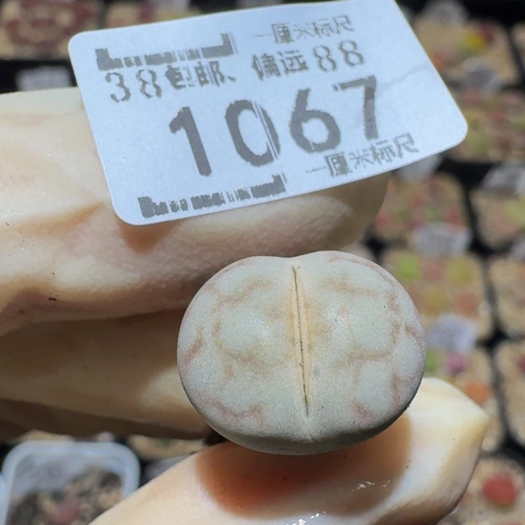 Ssss精品生石花1067女娲石