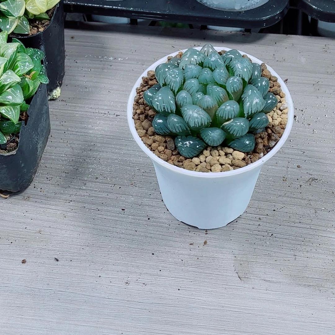 潘氏冰灯一勿一拍