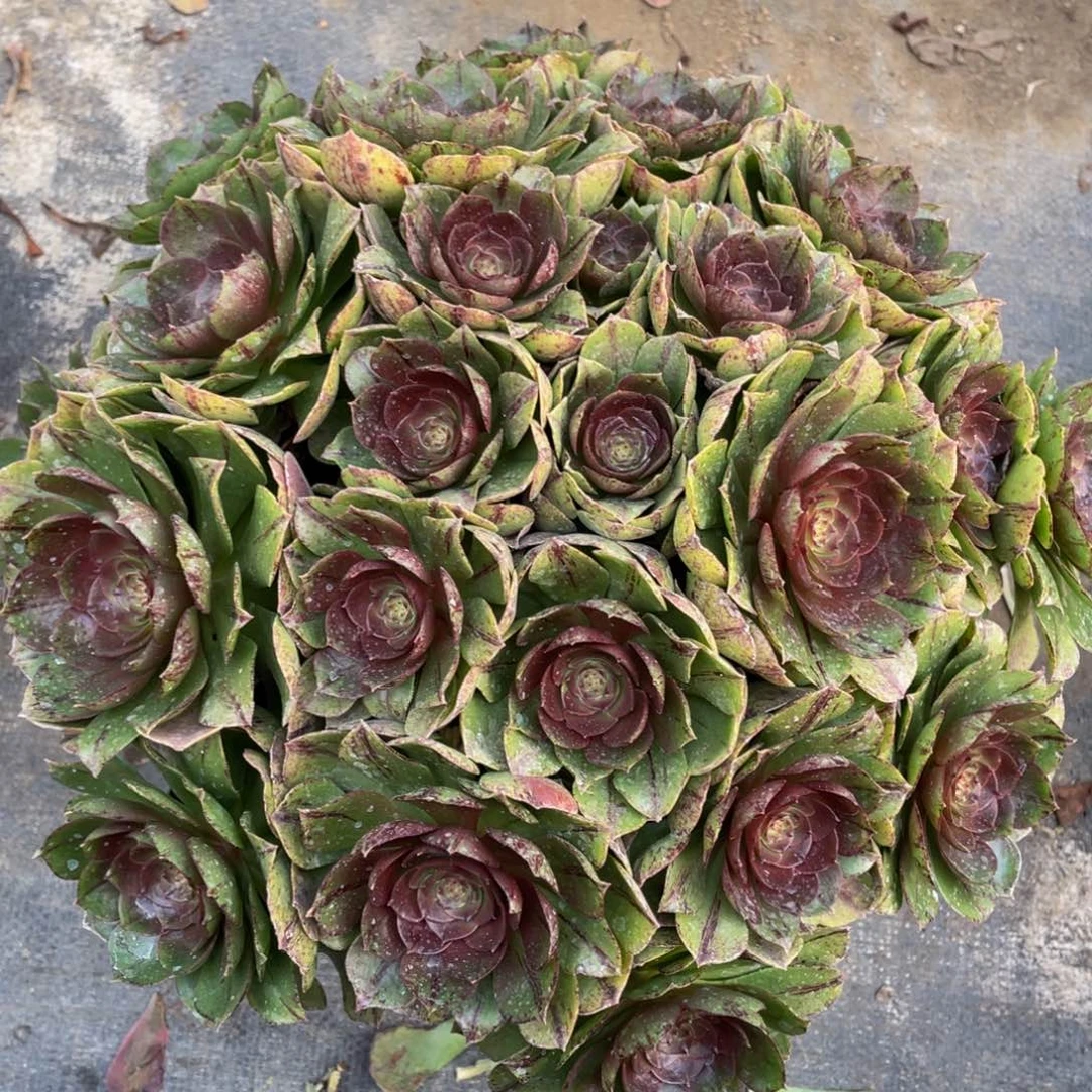 666糖心欧若拉精品法师多肉