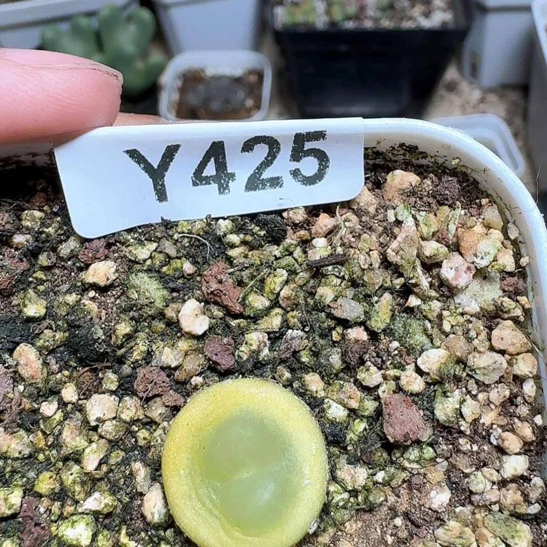 425盒多肉植物哇哇v