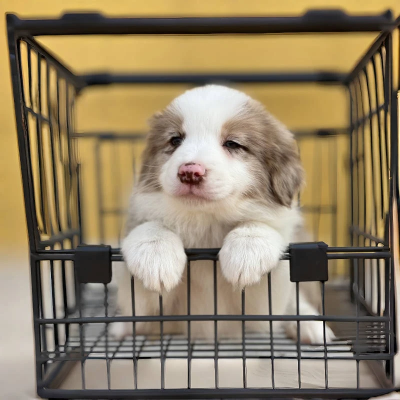 【盛世飞梵】直播间定金链接边牧幼犬宠物活体小狗狗边境牧羊犬B10