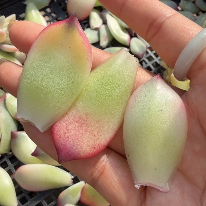 罗宾锦 一个叶片多肉锦