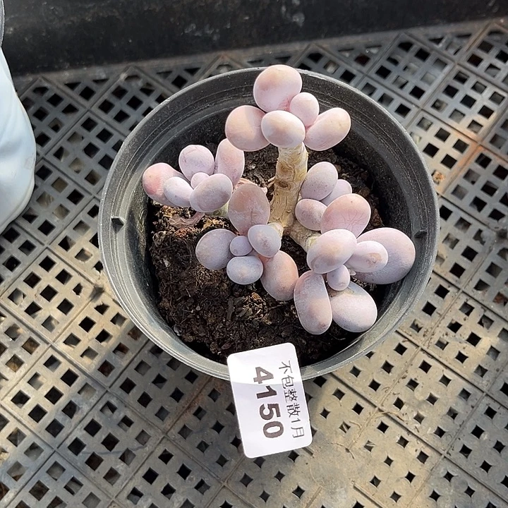 阿雅园艺。       4150奶酪