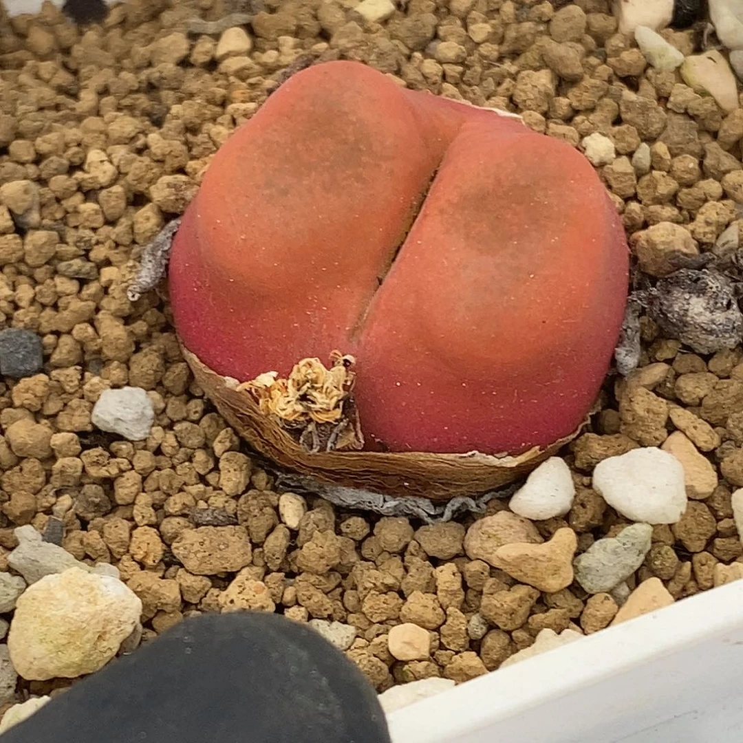 桃喜花园0623-33毛