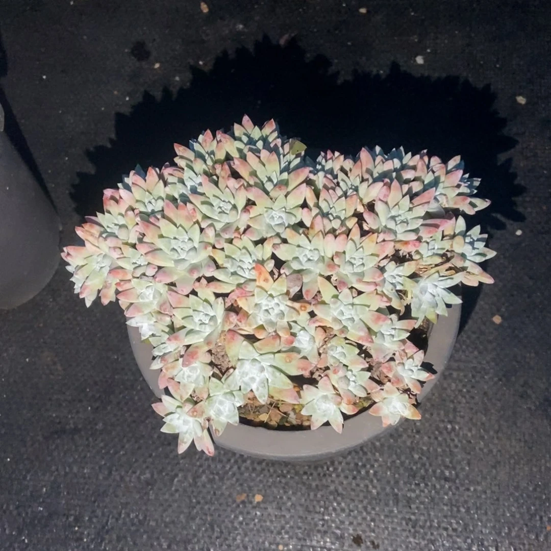 白菊50头多肉植物