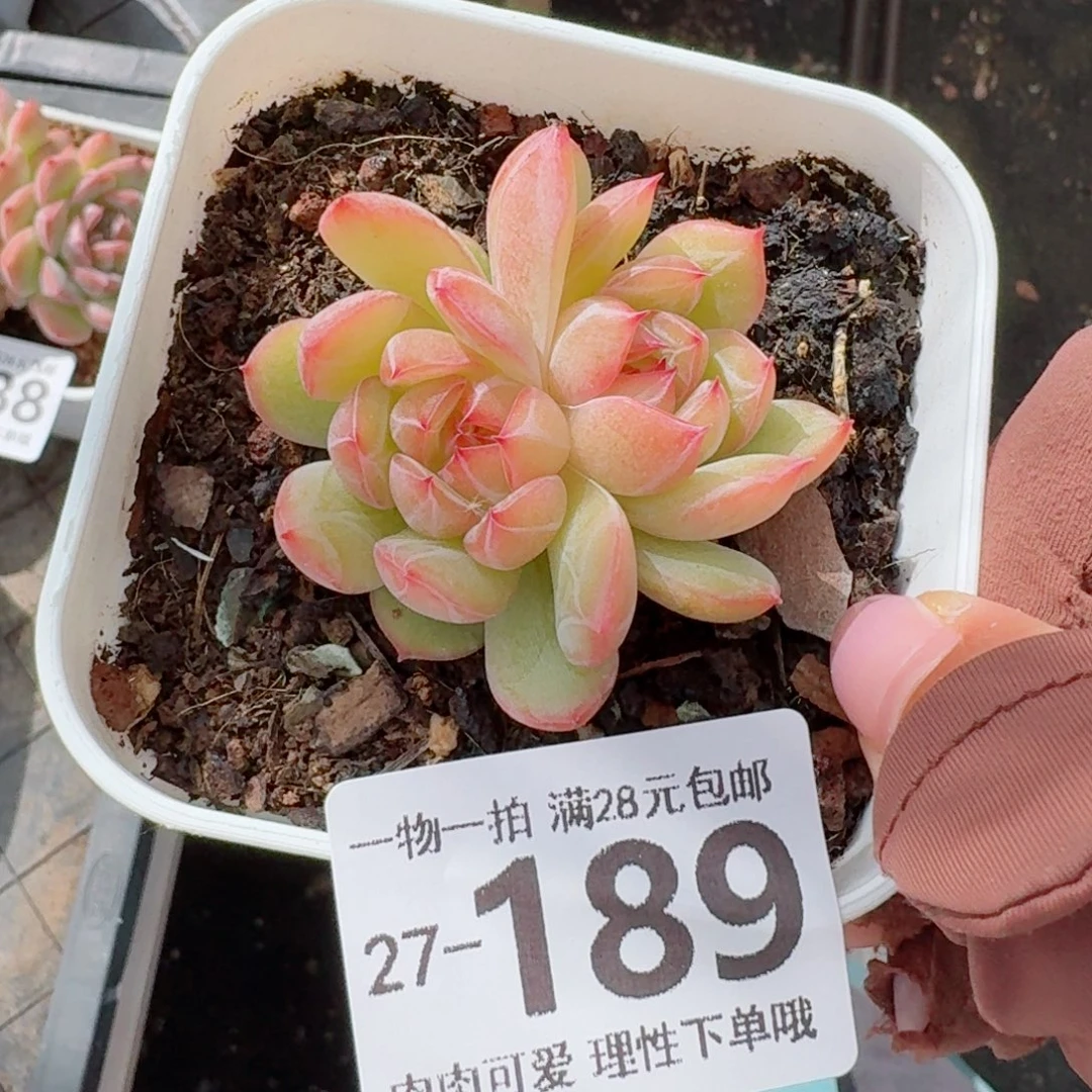 雪花珍妮多肉无盆土发货