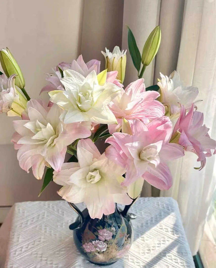 A级 莲花春天重瓣香水百合