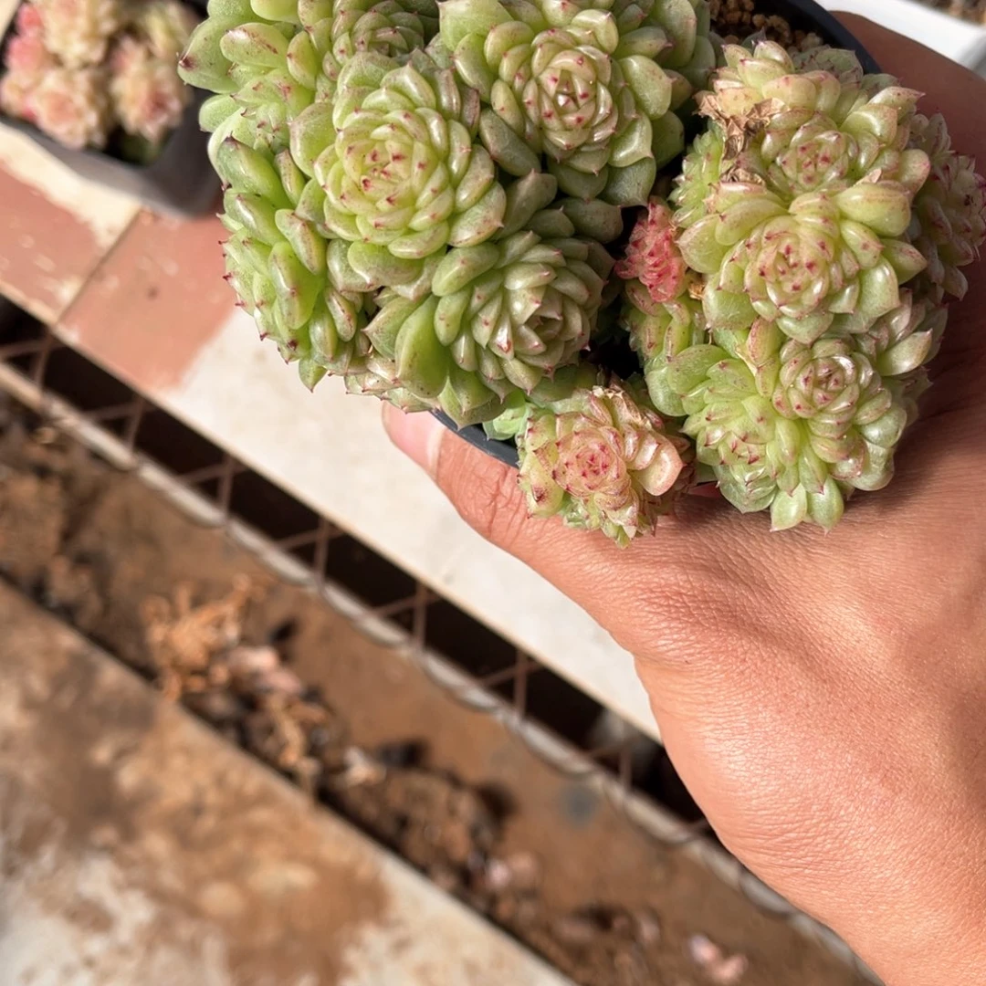 果*鲜614绿水鬼多肉（寄养