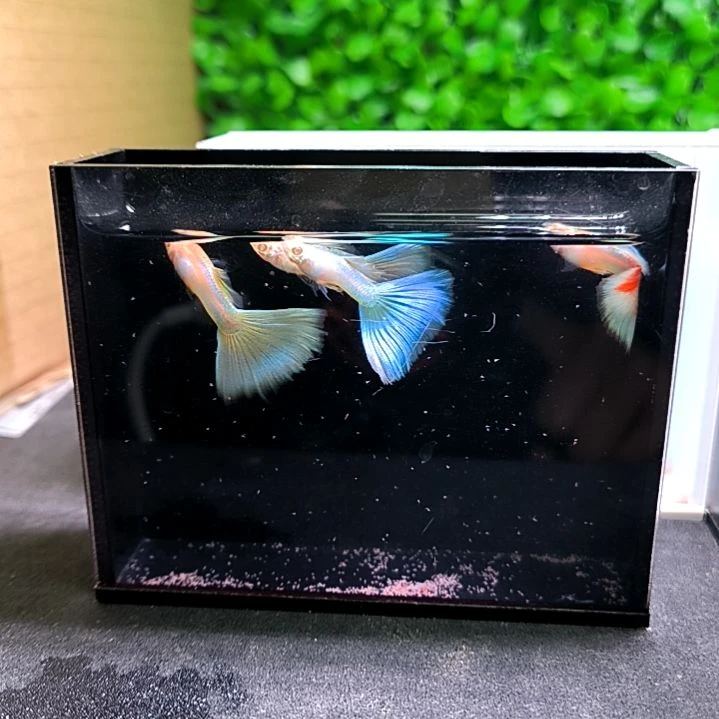 孔雀鱼极光幻彩四公四母带胎代孕。