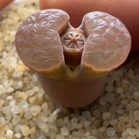 福利磁铁一颗67。