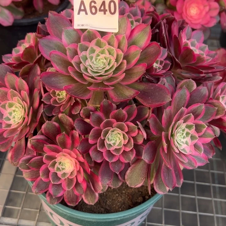 640孔雀翎20厘米左右