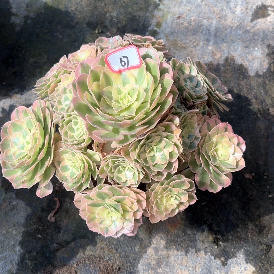 全部花朵燕*67玉滋多肉植物
