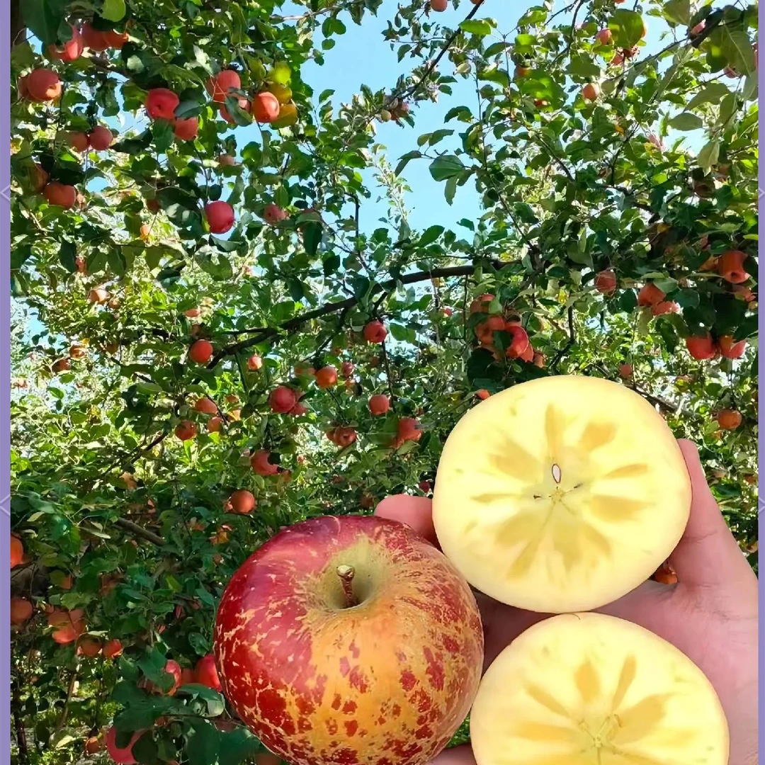 云南昭通丑苹果脆甜多汁