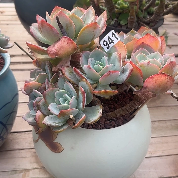 阿*星941白凤不售后脱土发货不退不换