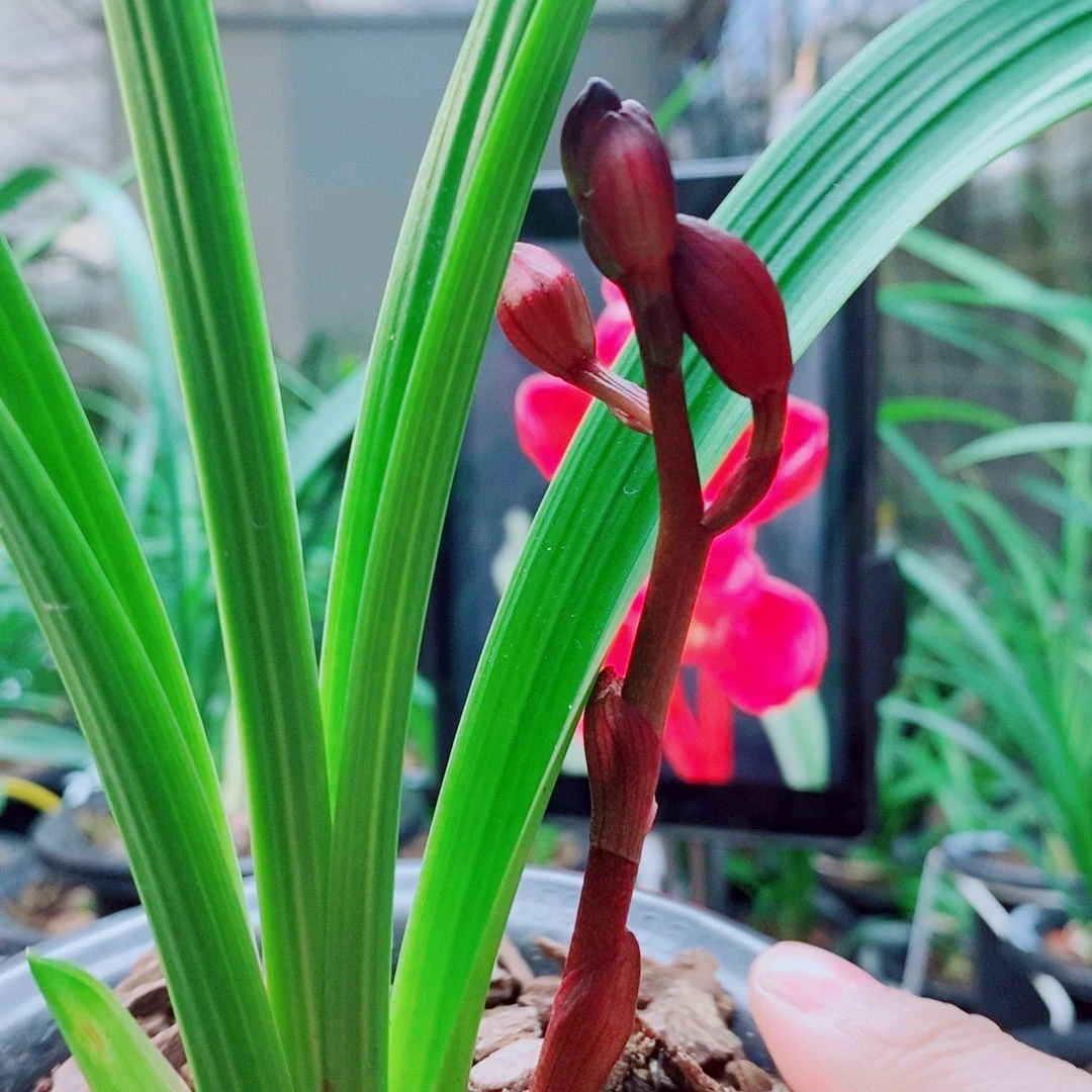 当前无花栽培后可以开花