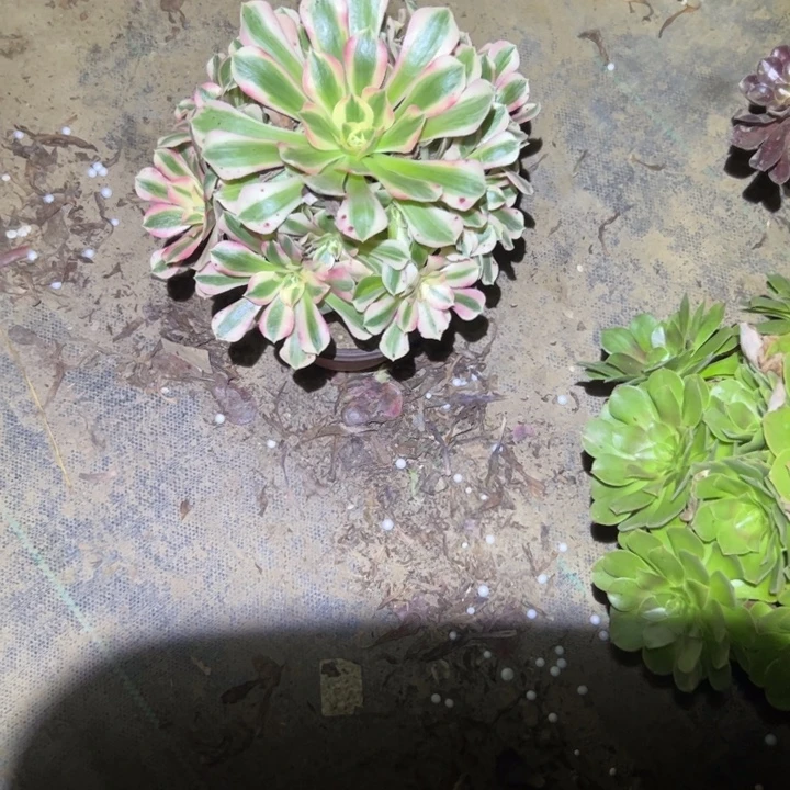 不包侧枝一物一拍78