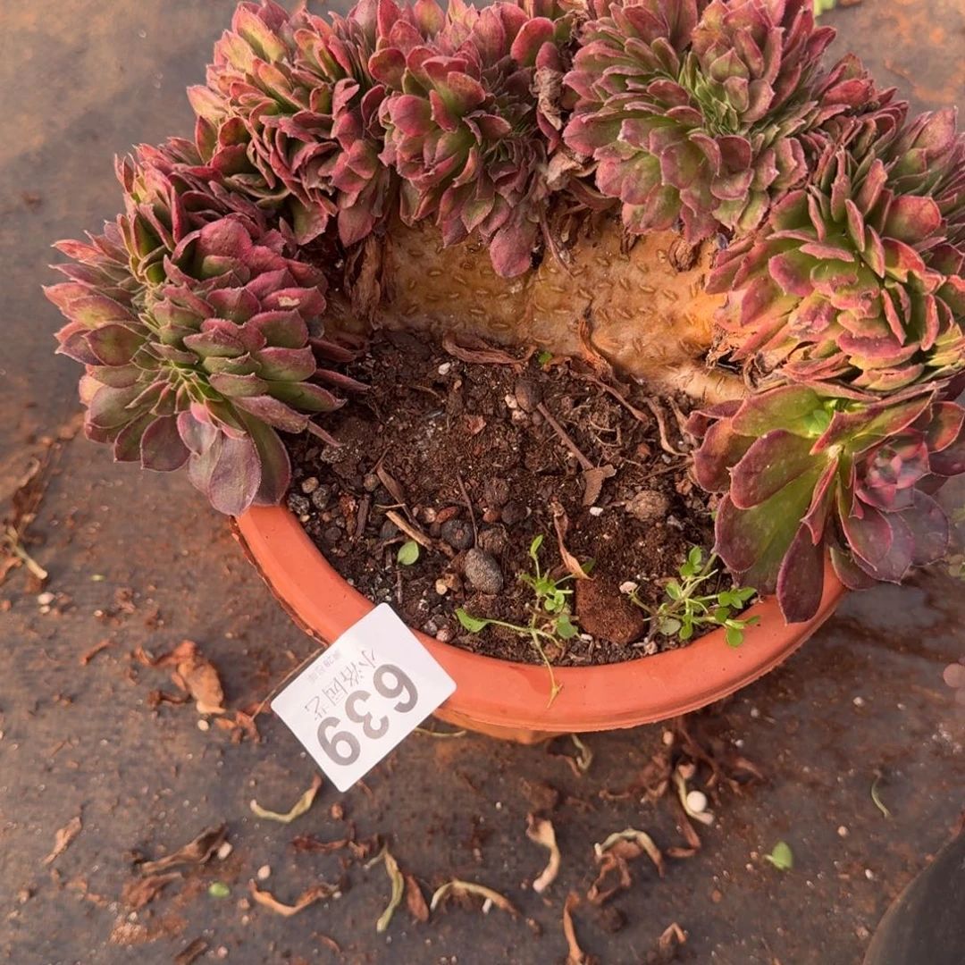 639初代荔枝福利缀化多肉植物满28包邮