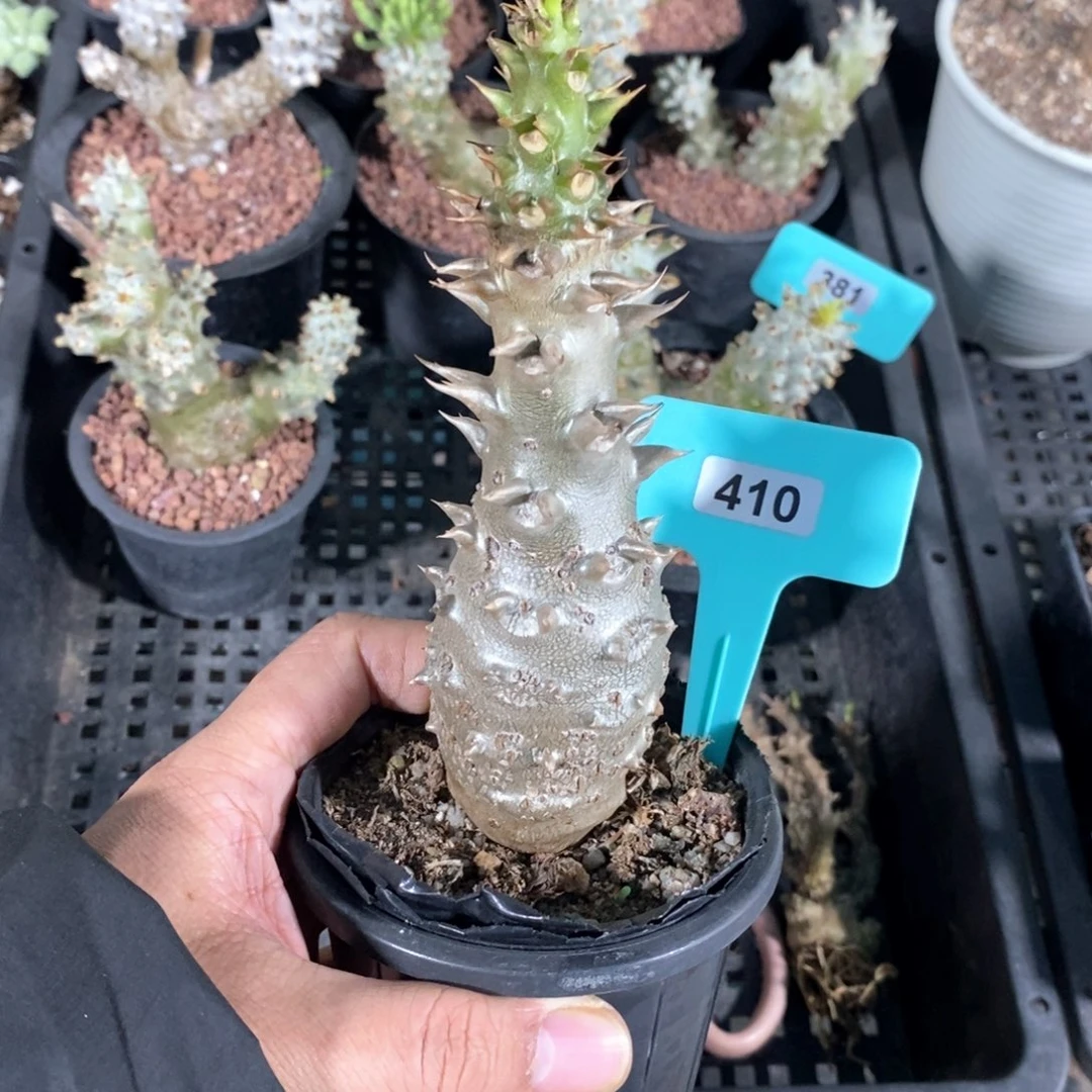 温莎瓶干多肉植物
