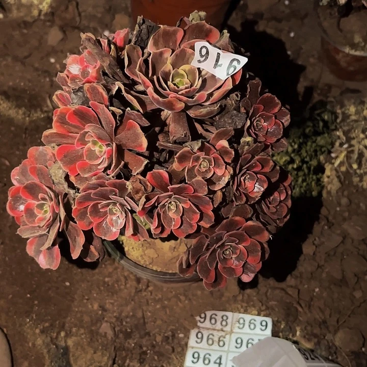 916爱神多肉植物不售后