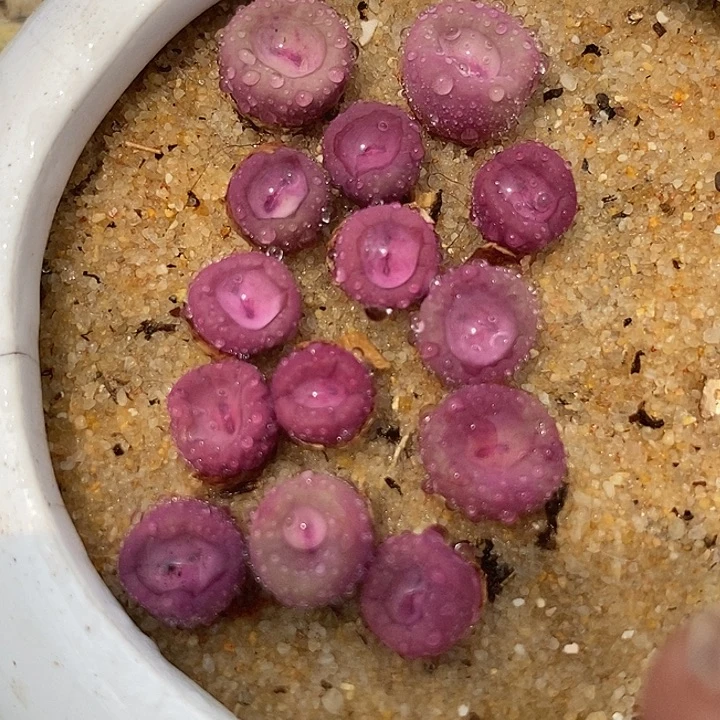 13536小红嘴ts429一颗