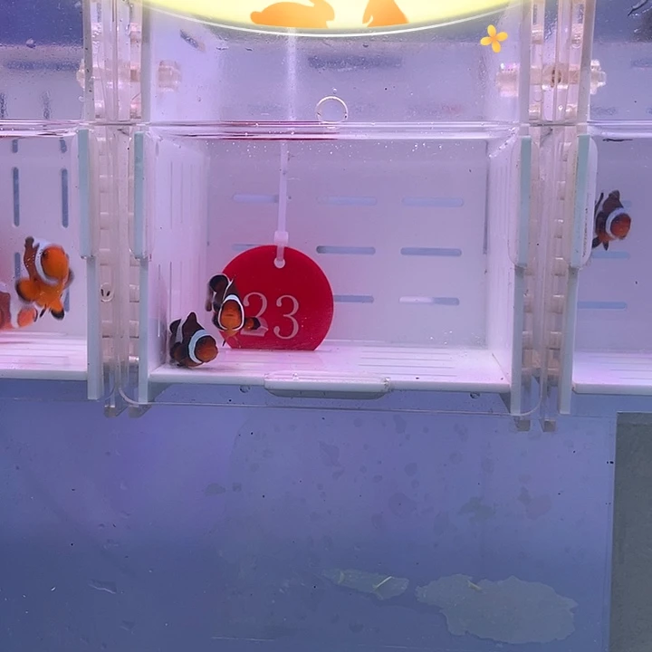 海水鱼焦糖玛瑙一对