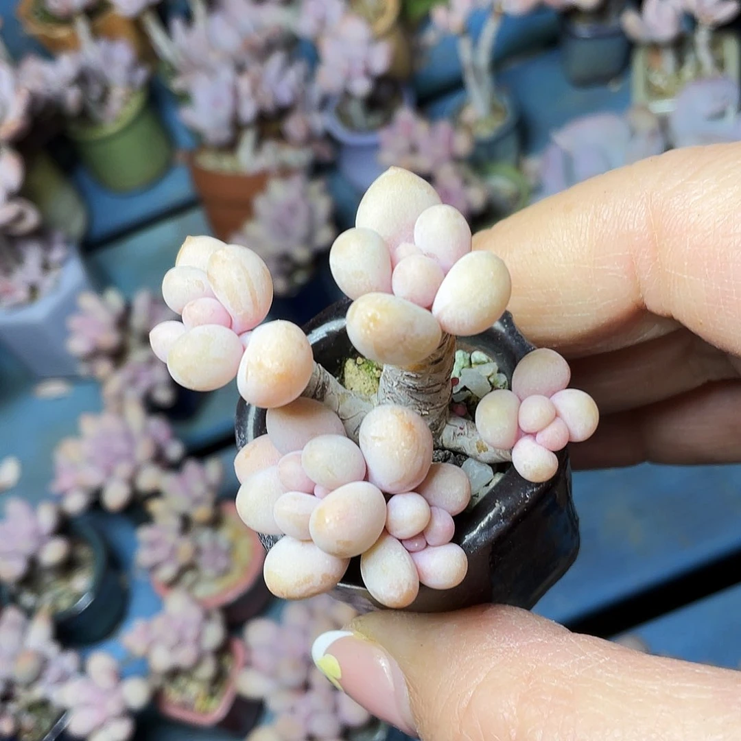 啊***秋多肉植物的生长发育与生长