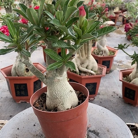 【闪购商品】无花朵浪***涯绿植