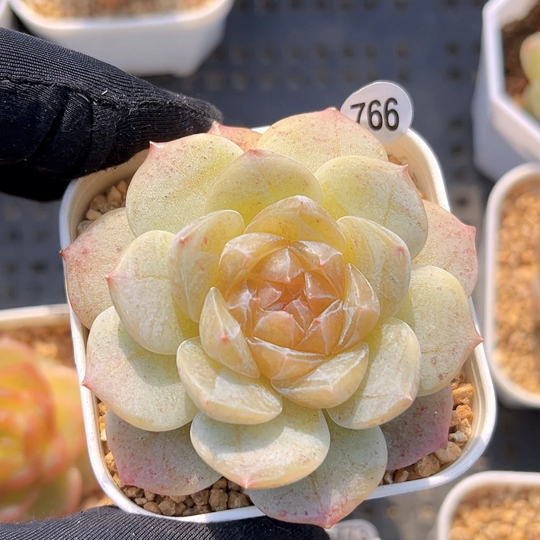766一物一拍 珍妮孤品