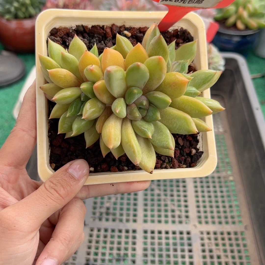 表妹精品多肉植物487.