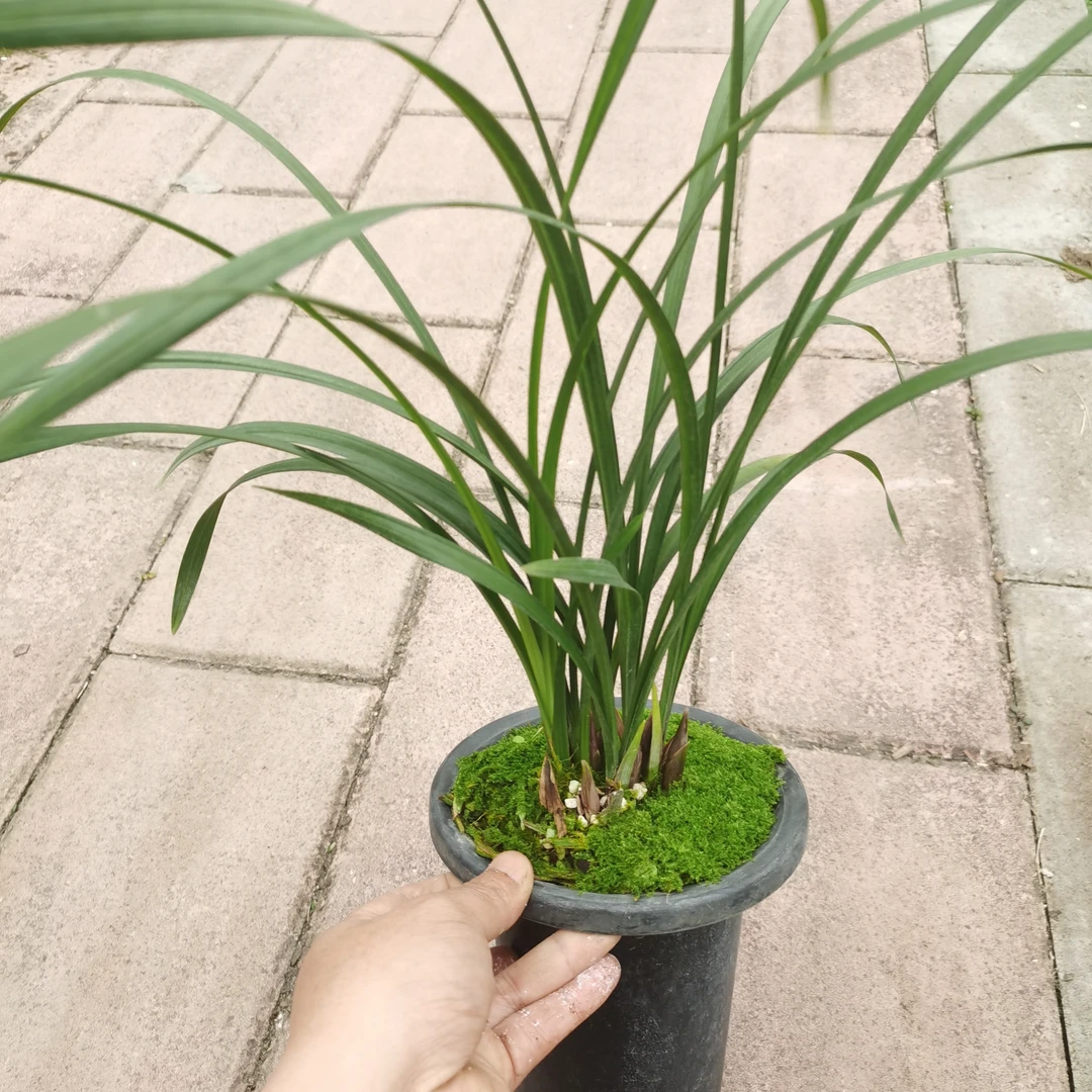 春剑红花六苗4个花苞兰花花卉名贵兰花顺丰发货