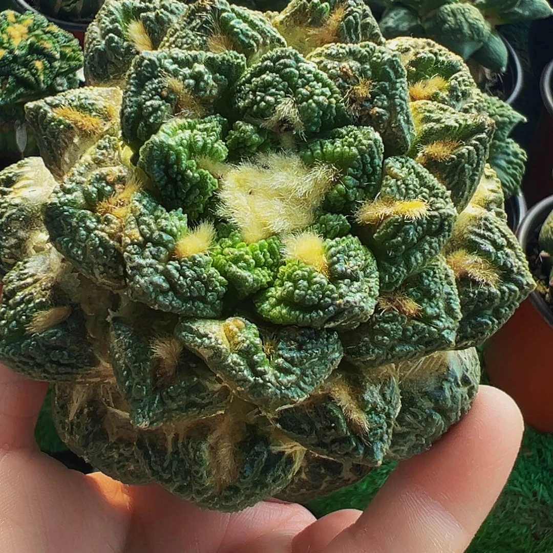 无花朵老龟甲牡丹623