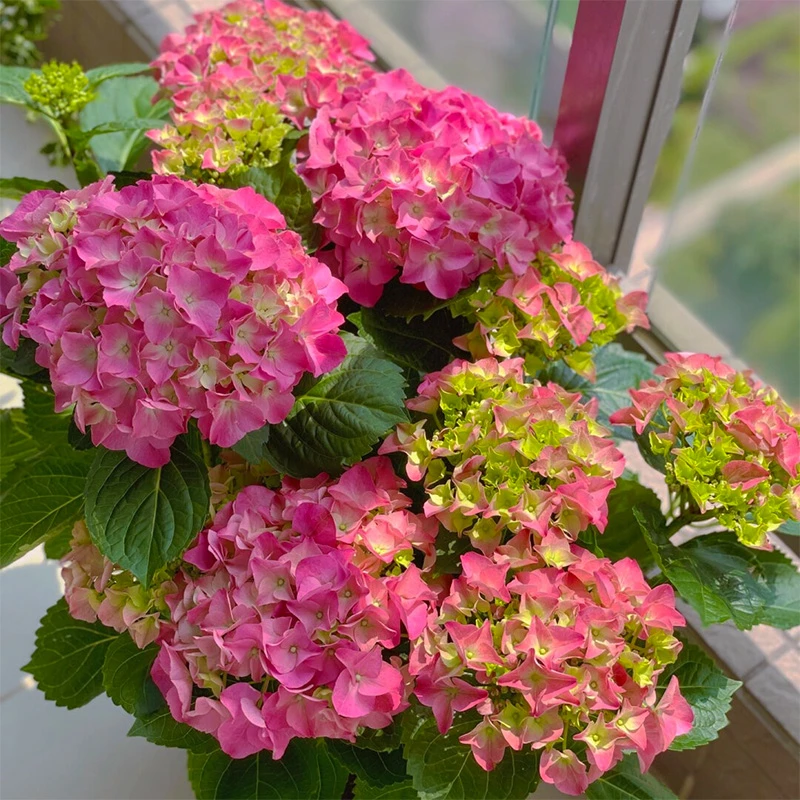 沉香大花绣球阳台庭院耐寒耐热老桩可地栽绣球新手好养护四季