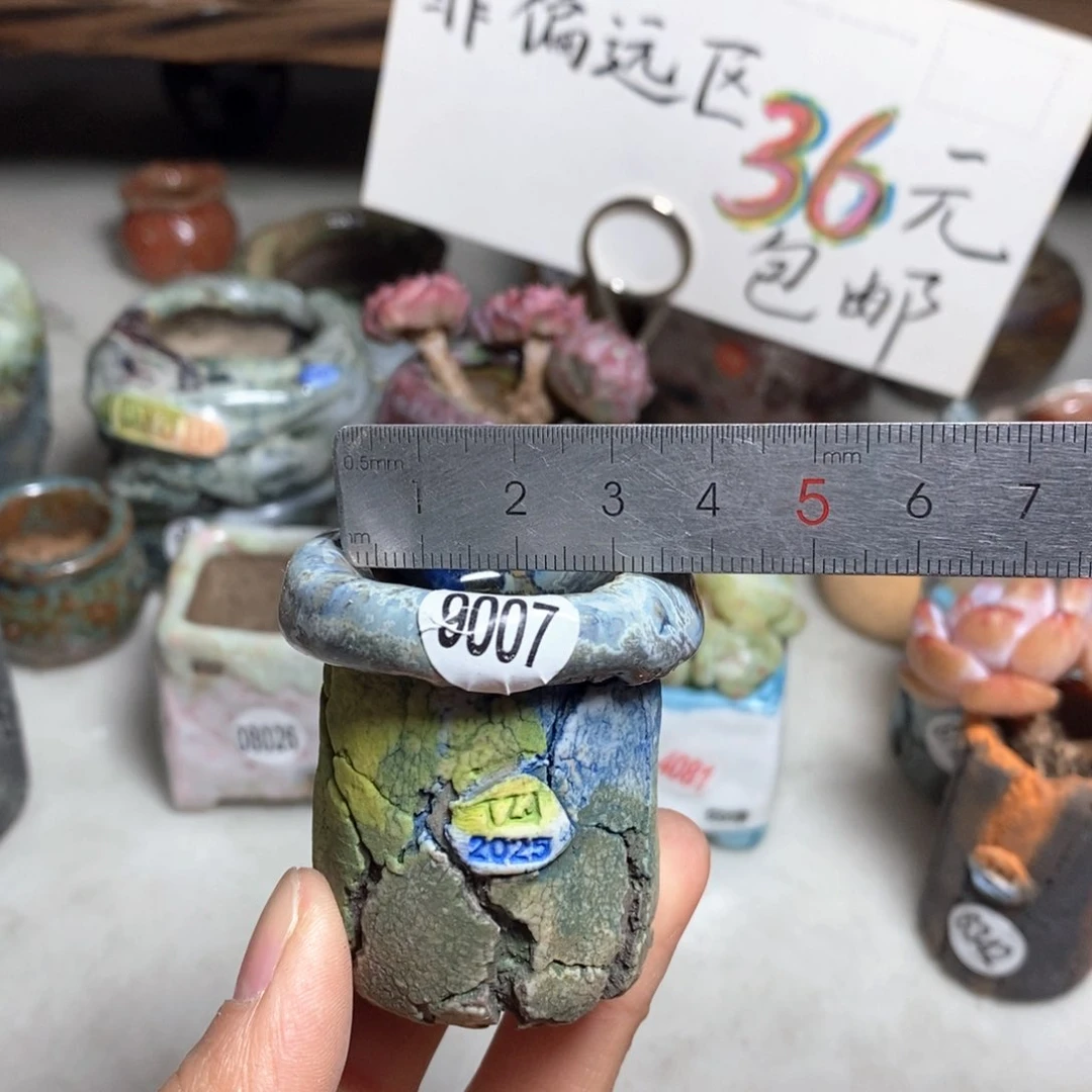 花盆拍3送一个小礼物