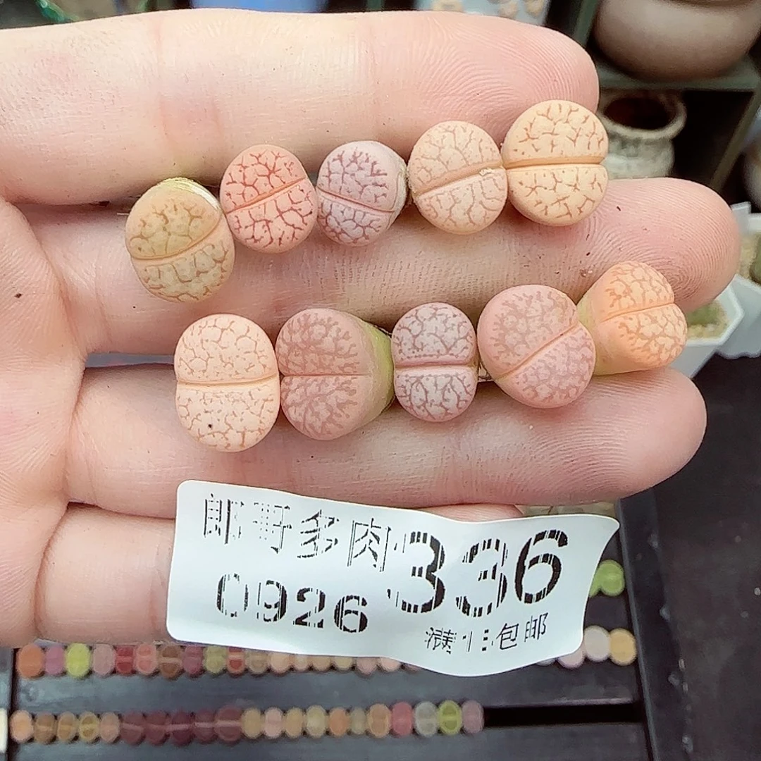 满满18包邮0926-336