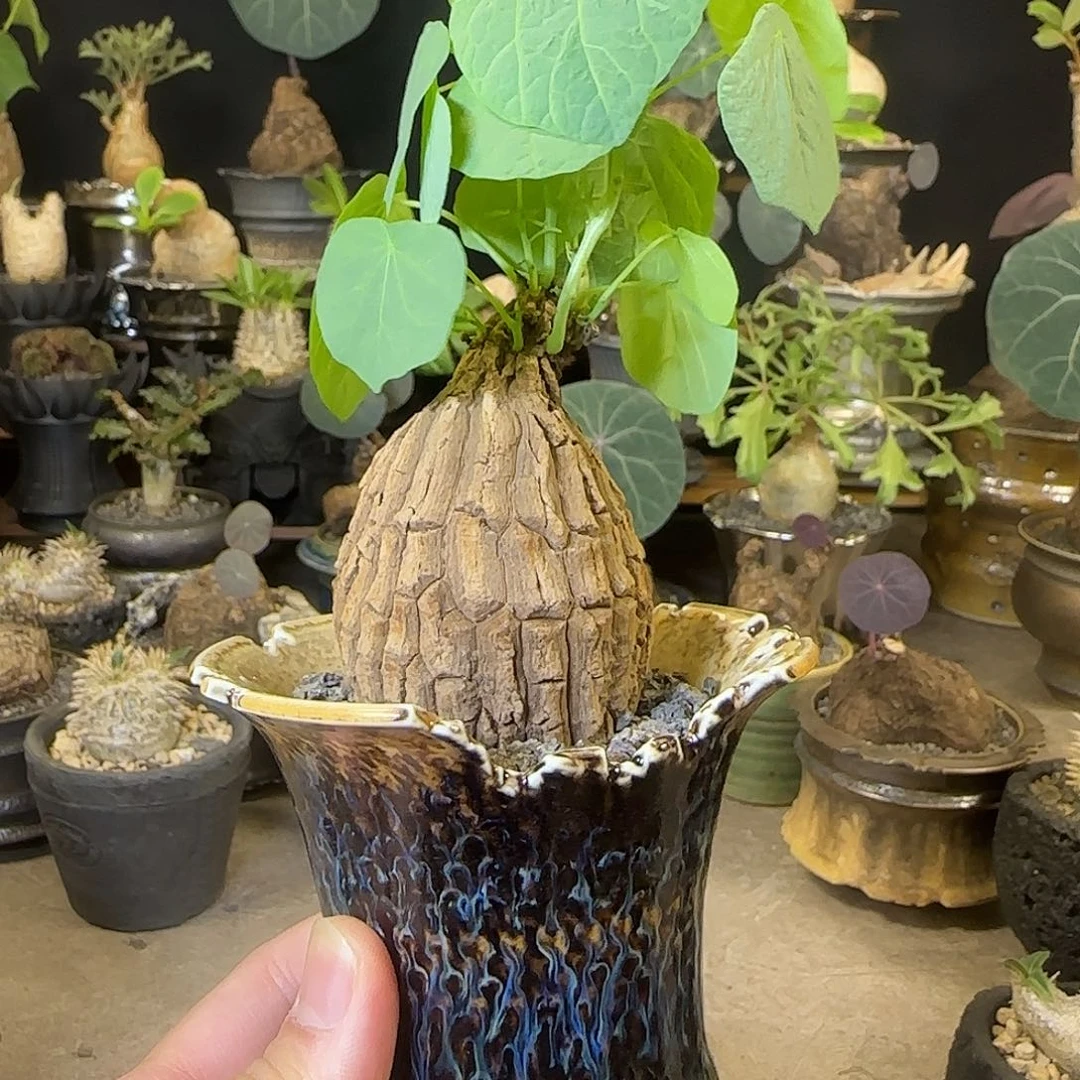 一物一拍龙甲龟13